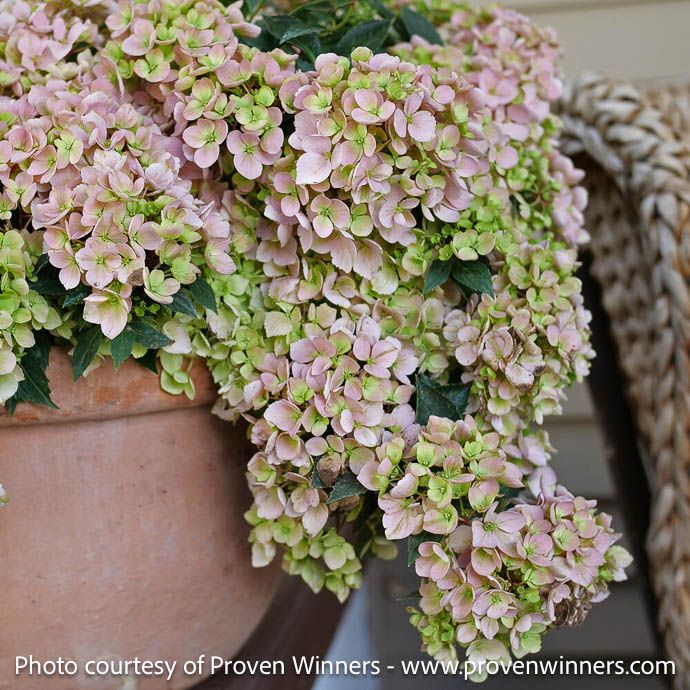 #3 Hydrangea x Fairytrail Fresco/ Blue or Pink Cascading Mophead