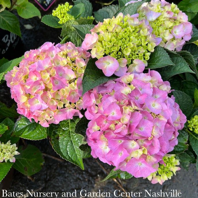 #3 Hydrangea mac PW Let&#39;s Dance &#39;Blue Jangles&#39;/ Bigleaf/ Mophead Rebloom Blue to Pink