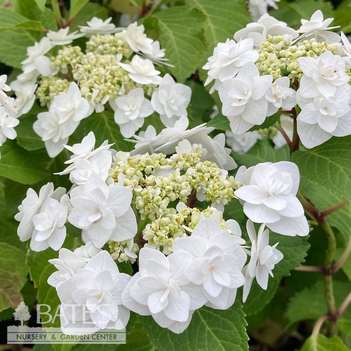 #2 Hydrangea mac Double Delights &#39;Wedding Gown&#39;/ Compact White Bigleaf Lacecap Rebloom