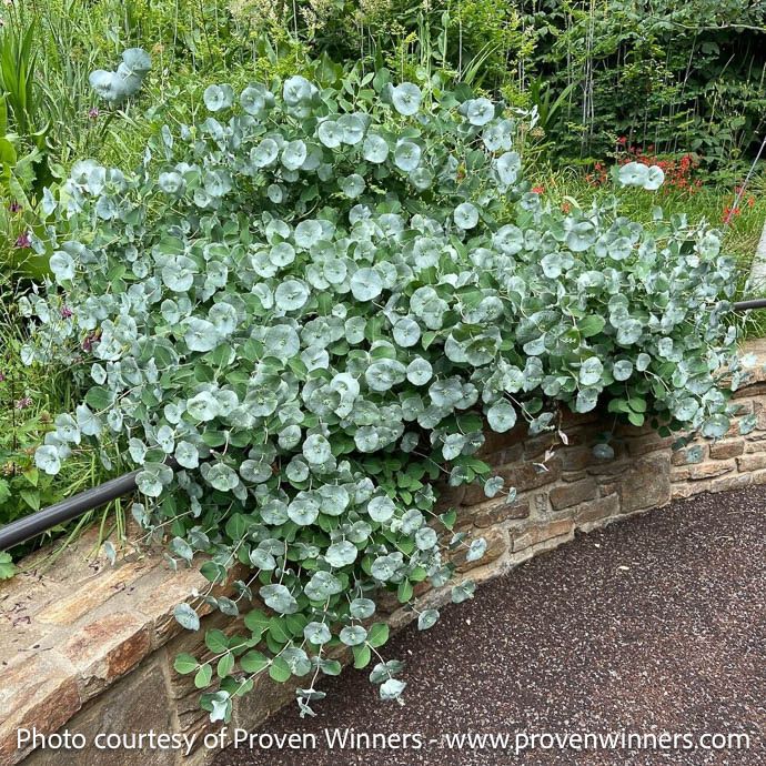 #3 Lonicera reticulata PW Kintzley&#39;s Ghost/ Bush Honeysuckle Native (TN)