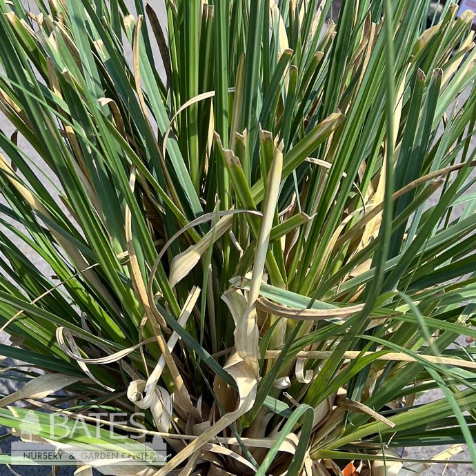 #3 Grass Cortaderia sel Jet Streams/ Dwarf Pampas - No Warranty