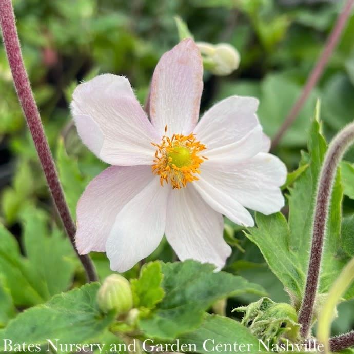 QP Anemone Dreaming Swan/ Semi-Double White