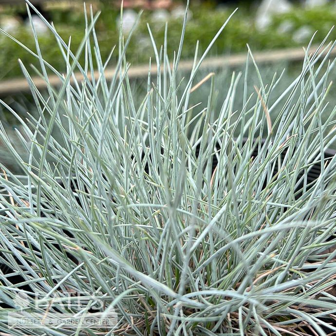 #1 Grass Festuca x Cool As Ice/ Blue Fescue