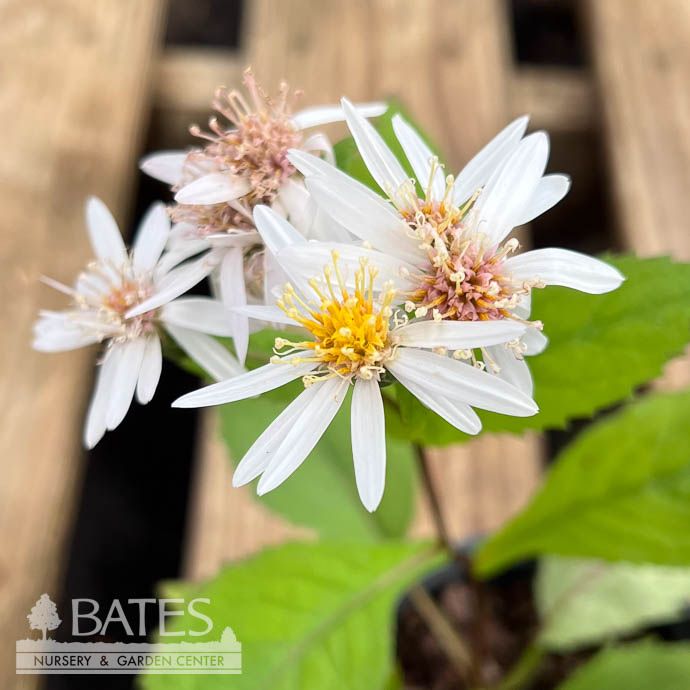 #1 Eurybia saxicastelli/ Rockcastle Aster Native (TN)
