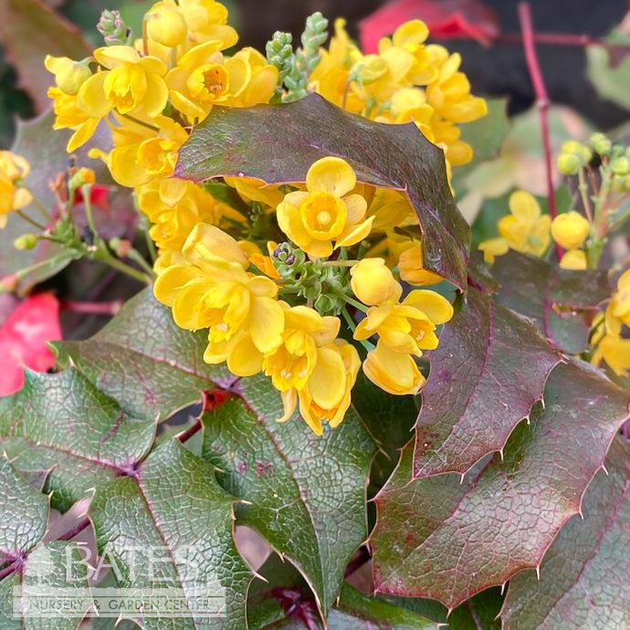 #2 Mahonia aquif Compacta/ Oregon Grape Holly