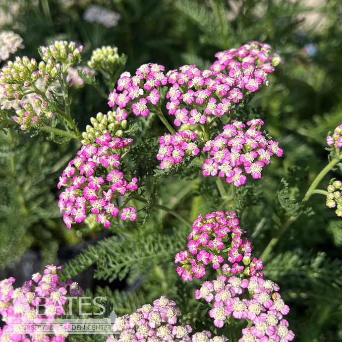 #1 Achillea mill Oertel&#39;s Rose/ Yarrow Native (TN)