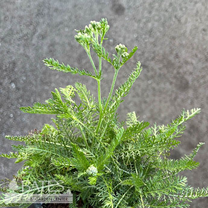 #1 Achillea mill Oertel&#39;s Rose/ Yarrow Native (TN)