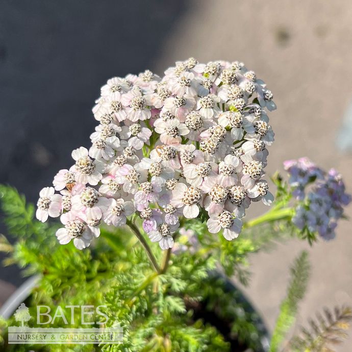 #1 Achillea mill Oertel&#39;s Rose/ Yarrow Native (TN)