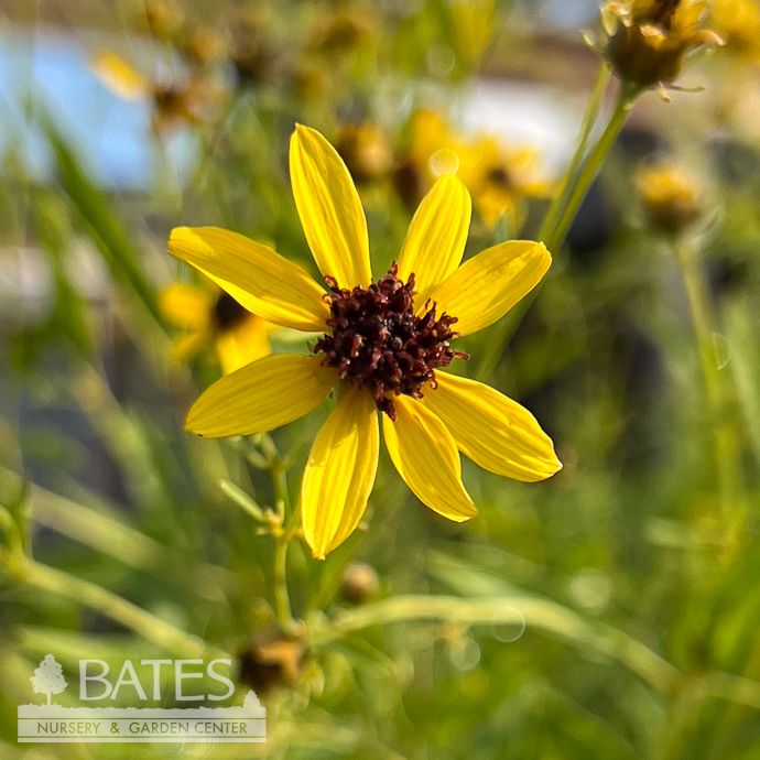 #1 Coreopsis tri Gold Standard/ Tall Tickseed Native (TN)