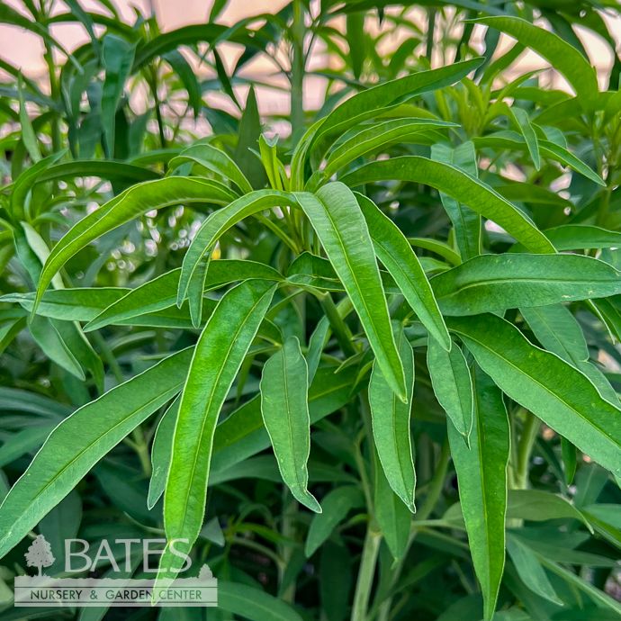 #1 Coreopsis tri Gold Standard/ Tall Tickseed Native (TN)