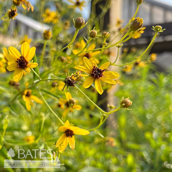 #1 Coreopsis tri Gold Standard/ Tall Tickseed Native (TN)