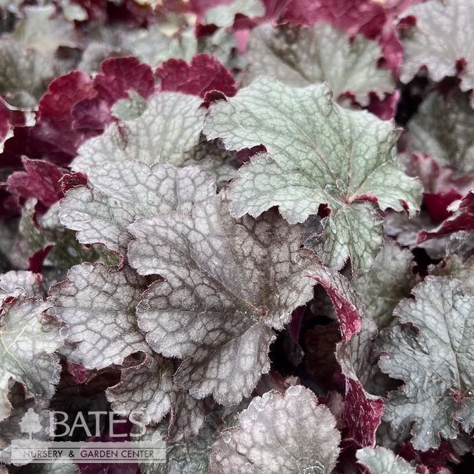 QP Heuchera x Plum Pudding/ Coral Bells