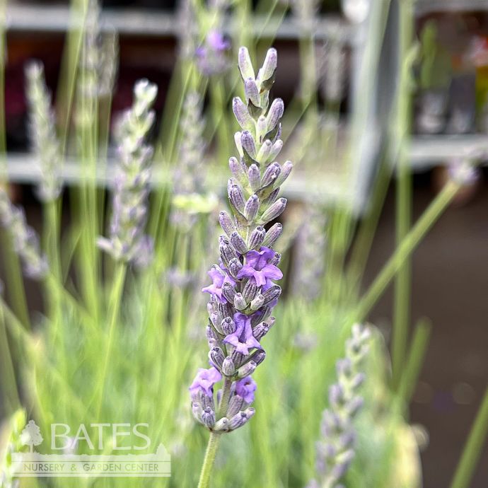 #1 Lavandula x int Provence/ French Lavender - No Warranty