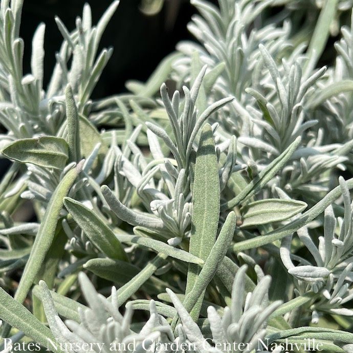 #1 Lavandula x int Provence/ French Lavender - No Warranty