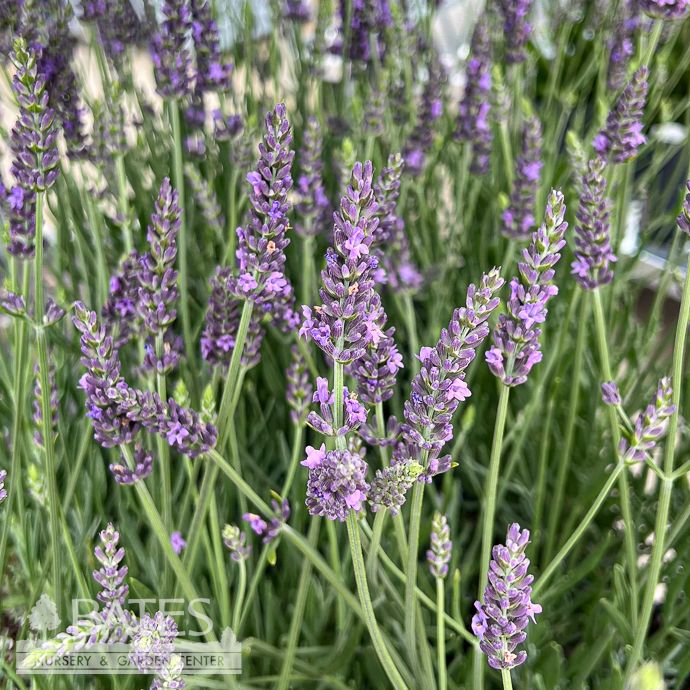 #1 Lavandula x int  Sensational/ Lavender - No Warranty