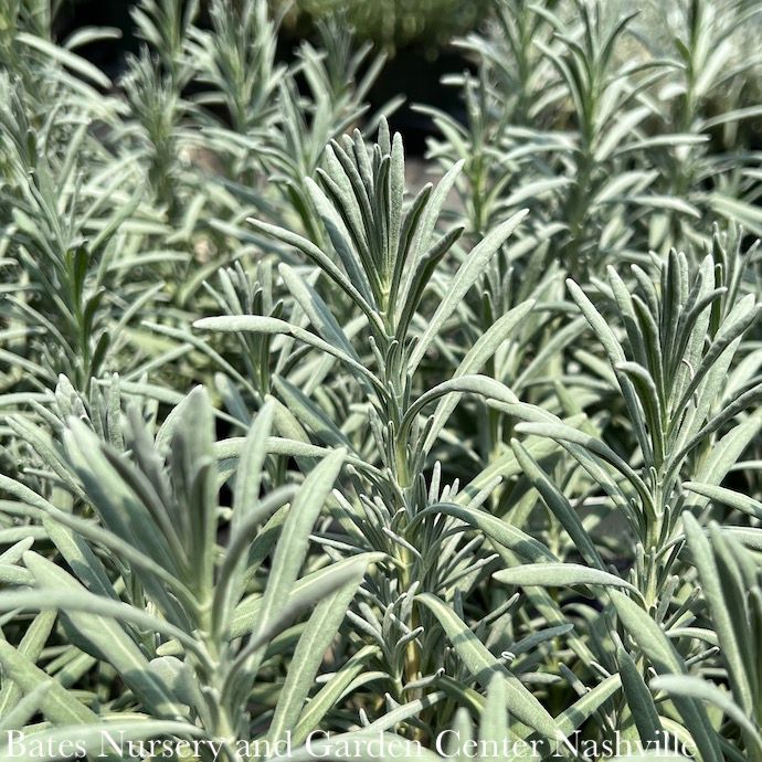 #1 Lavandula x int  Sensational/ Lavender - No Warranty