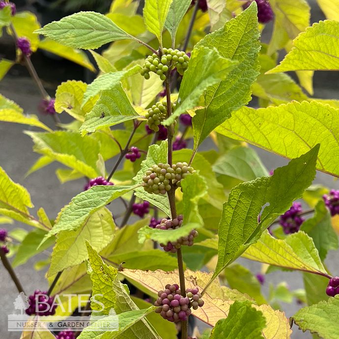 #3 Callicarpa americana/ Beautyberry Native (TN)