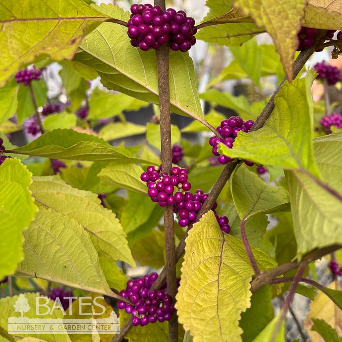 #3 Callicarpa americana/ Beautyberry Native (TN)
