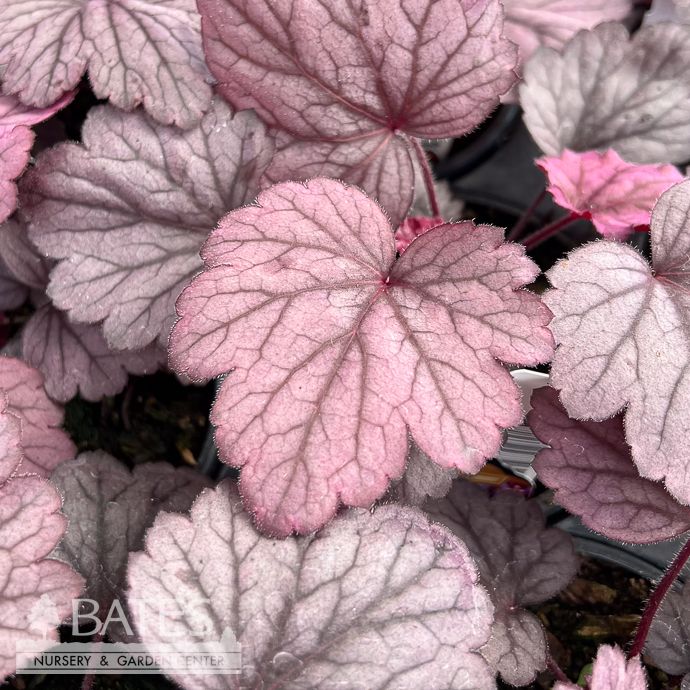 #1 Heuchera x Georgia Plum/ Coral Bells