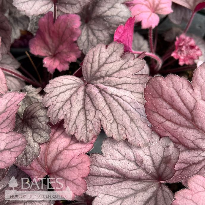 #1 Heuchera x Georgia Plum/ Coral Bells