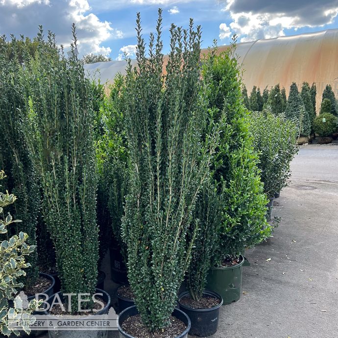 #7 Ilex cren FE Straight &amp; Narrow/ Japanese Holly (male)