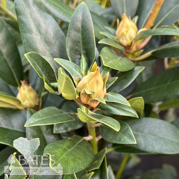#5 Rhododendron x Florence Parks/ Deep Purple  - No Warranty