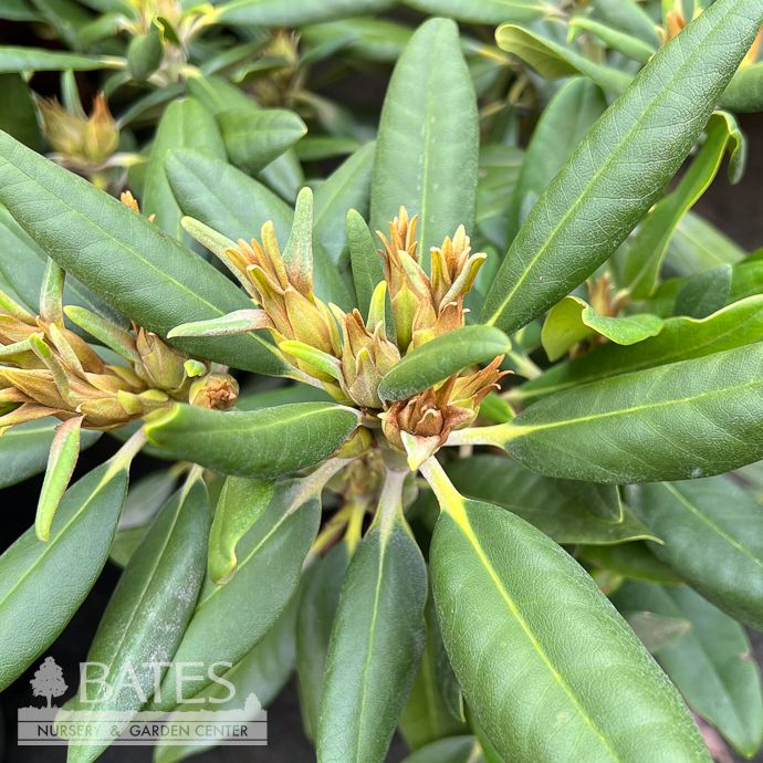 #5 Rhododendron x Henry&#39;s Red - No Warranty