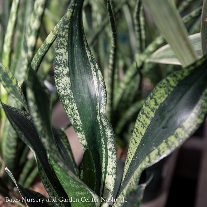 6p! Sansevieria Whitney / Mother-in-Law Tongue /Snake Plant /Tropical