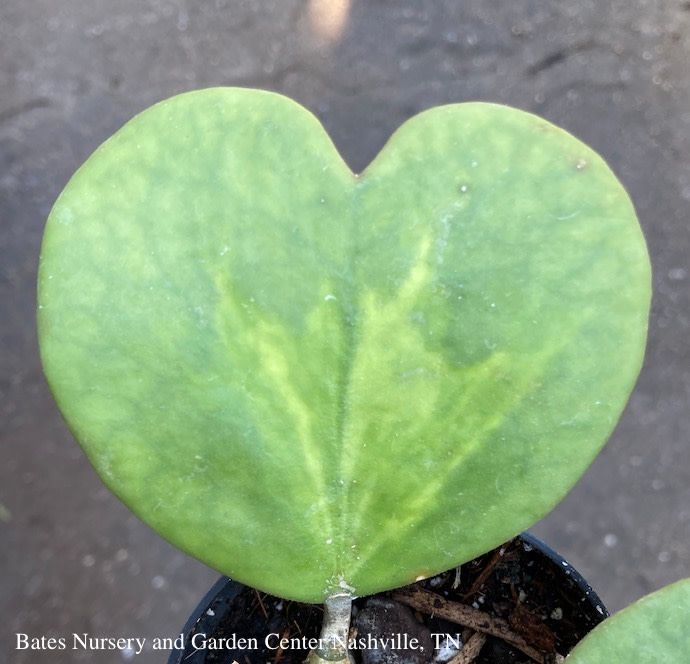 6p! Hoya Kerrii Variegated Heart-shape /Tropical