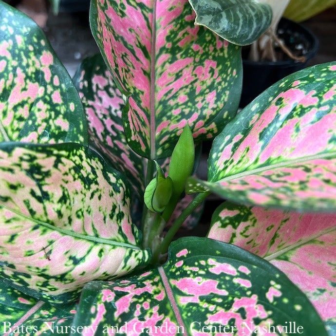 8p! Aglaonema Red Valentine / Chinese Evergreen /Tropical