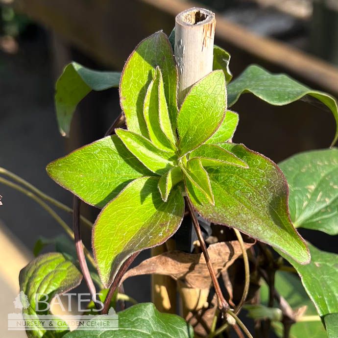 #5 Clematis Gillian Blades/ White