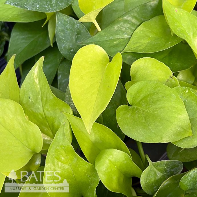 4p! Pothos Neon /Devil&#39;s Ivy /Tropical