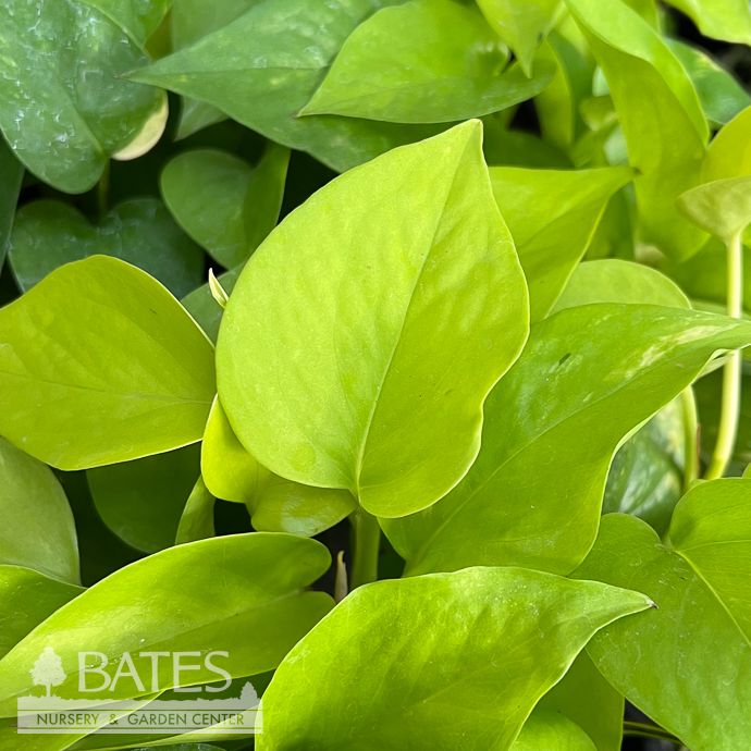 6p! Pothos Neon /Devil's Ivy /Tropical