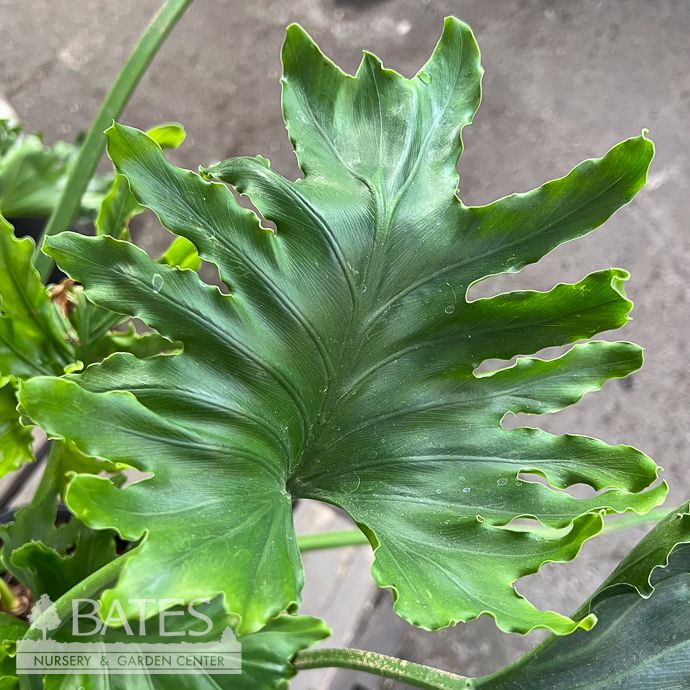 6p! Philodendron Selloum Hope /Thaumatophyllum bipinnatifidum /Tropical