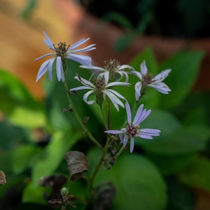 #1 Eurybia x herveyi Twilight/ Big Leaf Aster Native (R)