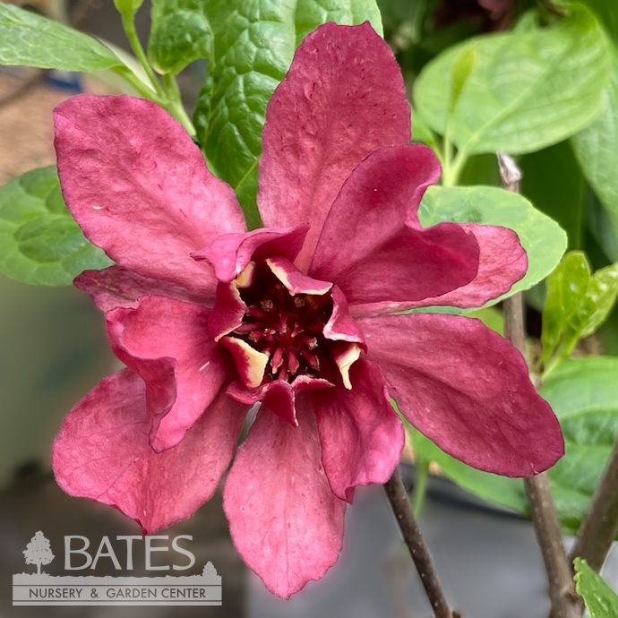 #3 Calycanthus x raul Hartlage Wine/ Allspice Sweetshrub