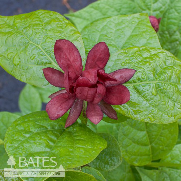 #7 Calycanthus x raul Hartlage Wine/ Allspice Sweetshrub