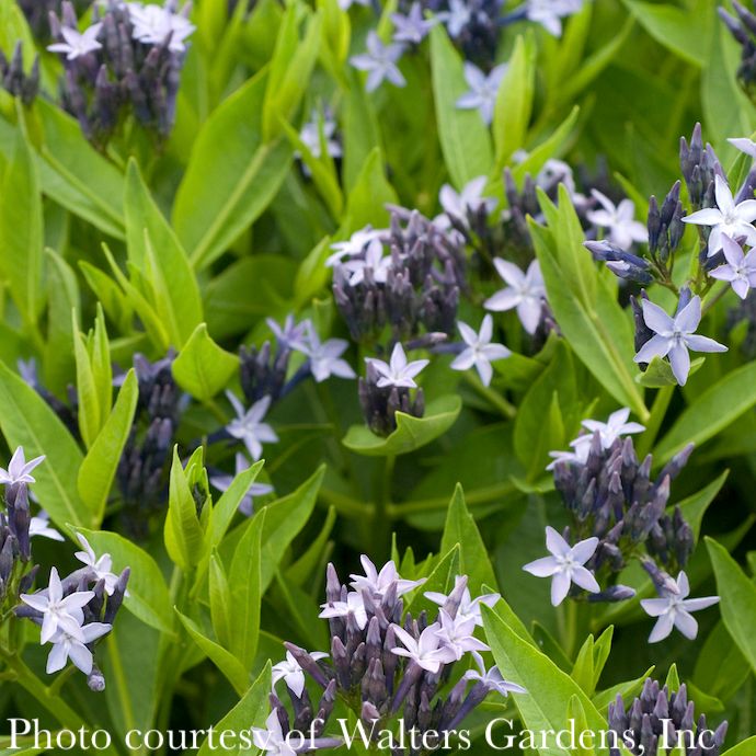 #1 Amsonia x Blue Ice/ Bluestar