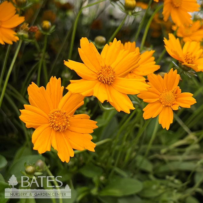 QP Coreopsis aur Nana/ Dwarf Yellow Tickseed Native (TN)