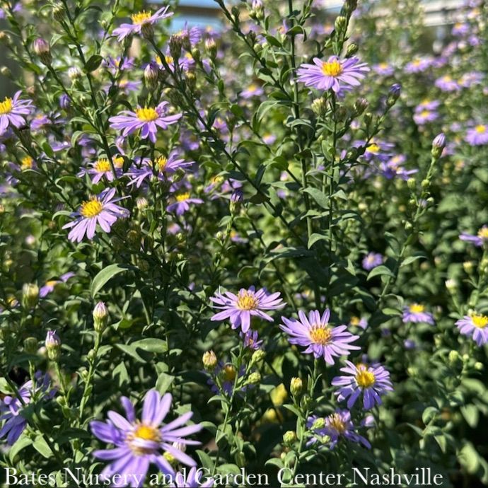 #1 Symphyotrichum laeve Bluebird AB/ Smooth Blue Aster Native (TN)
