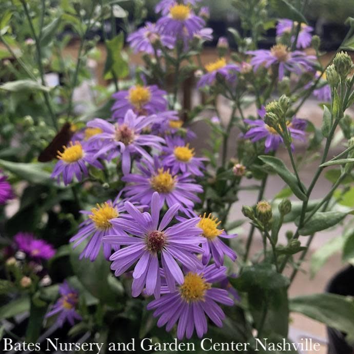 #1 Symphyotrichum laeve Bluebird AB/ Smooth Blue Aster Native (TN)