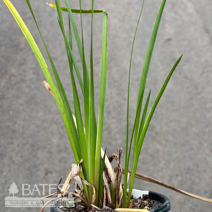 #1 Grass Acorus americanus / Sweet Flag