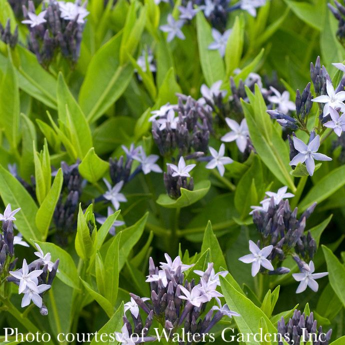 #1 Amsonia x Blue Ice/ Bluestar