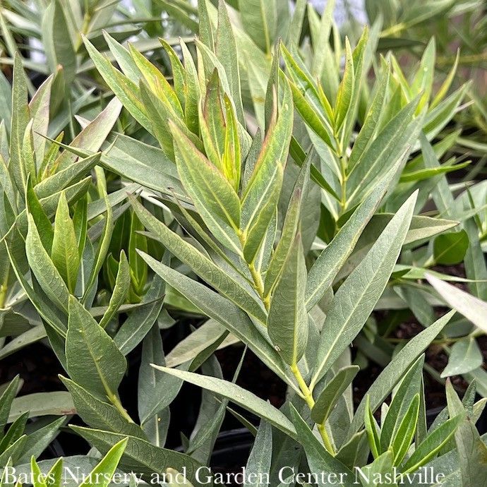 #1 Amsonia x Blue Ice/ Bluestar