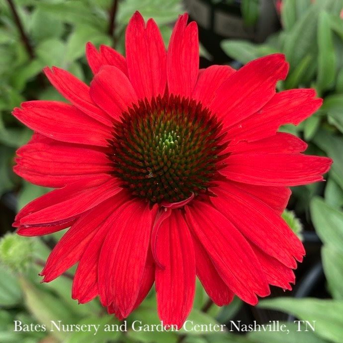 #1 Echinacea x Kismet 'Red'/ Dwarf Coneflower