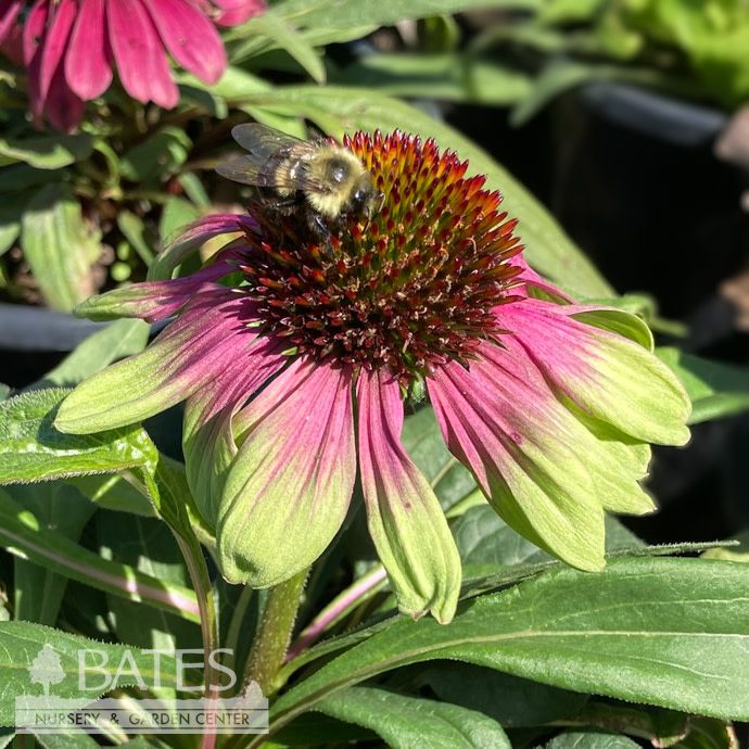 #1 Echinacea x Sweet Sandia/ Pink with Green Edges Coneflower