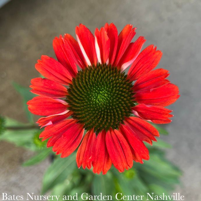 #1 Echinacea x Kismet &#39;Intense Orange&#39;/ Dwarf Coneflower