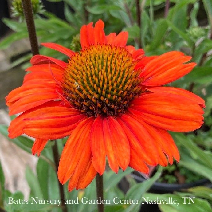 #1 Echinacea x Kismet &#39;Intense Orange&#39;/ Dwarf Coneflower