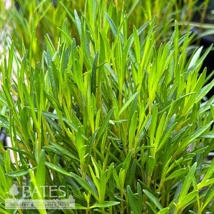 #1 Coreopsis rosea/ Pink Tickseed Native (R)