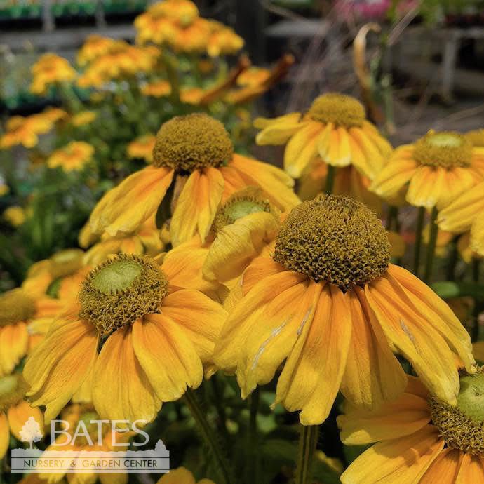 #1 Rudbeckia hirta Prairie Sun/ Black-Eyed Susan Native (TN)